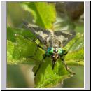 Chrysops relictus - Bremse w06.jpg